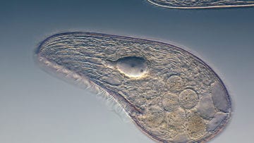 ¿Cómo se clasifican los protozoos?