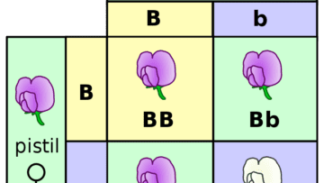¿Qué es heterocigoto?