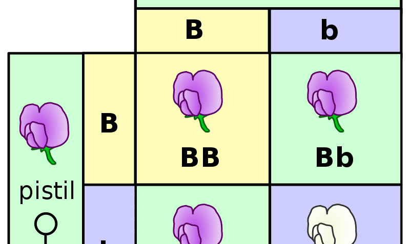 ¿Qué es heterocigoto?