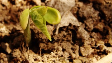 ¿Cuáles son las fases de la germinación?