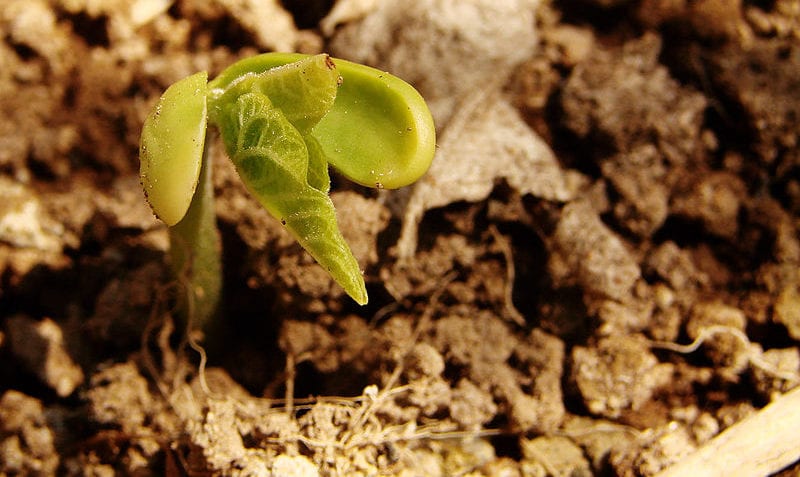 ¿Cuáles son las fases de la germinación?