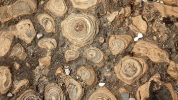 ¿Qué pasó en la era Arcaica?