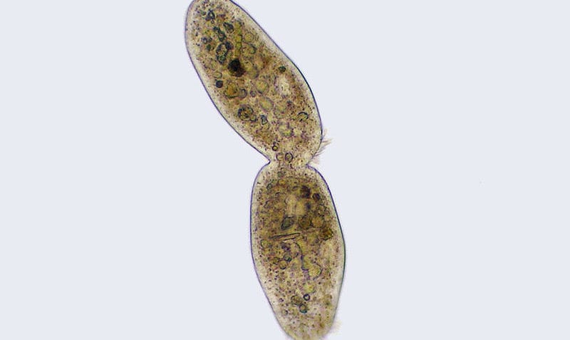 ¿Cuáles son las fases de la mitosis?