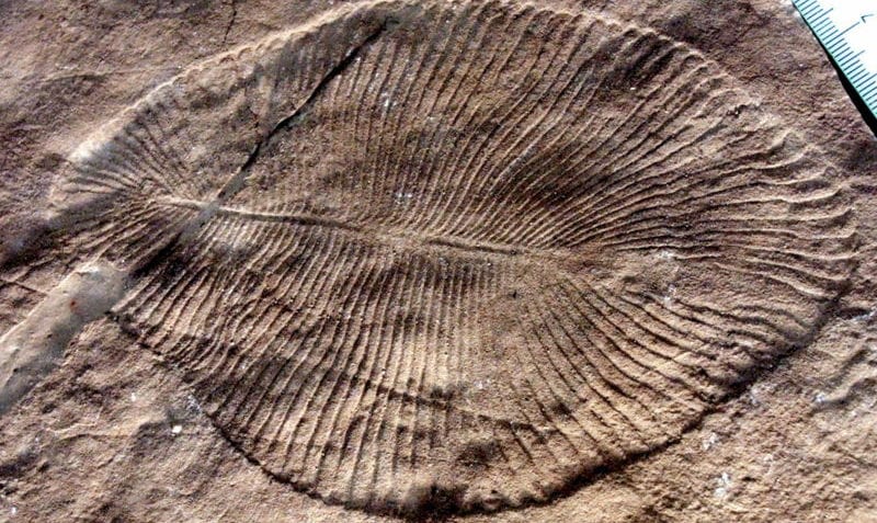 ¿Qué es la Gran Oxidación?