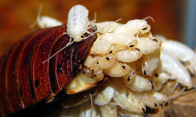 ¿Cuáles son los animales ovovivíparos?