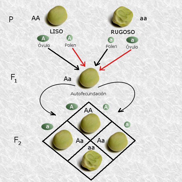 ¿Cuáles genes son dominantes y cuáles recesivos?