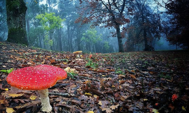 ¿Qué es el reino hongo?