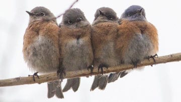 ¿Cuáles son los tipos de homeóstasis?