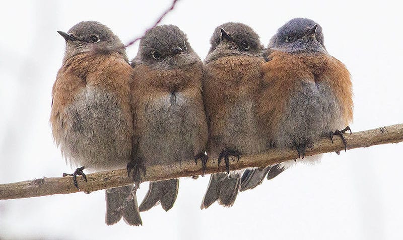 ¿Cuáles son los tipos de homeóstasis?