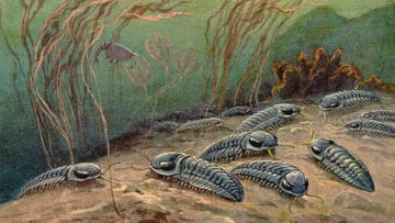 ¿Qué ocurre en la Era Paleozoica?