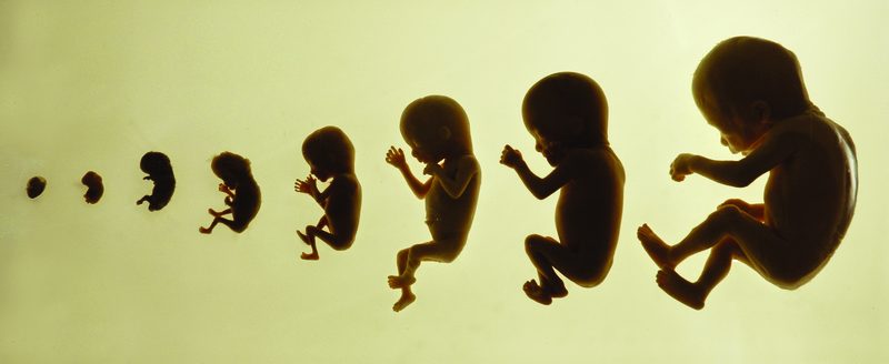 Desarrollo feto