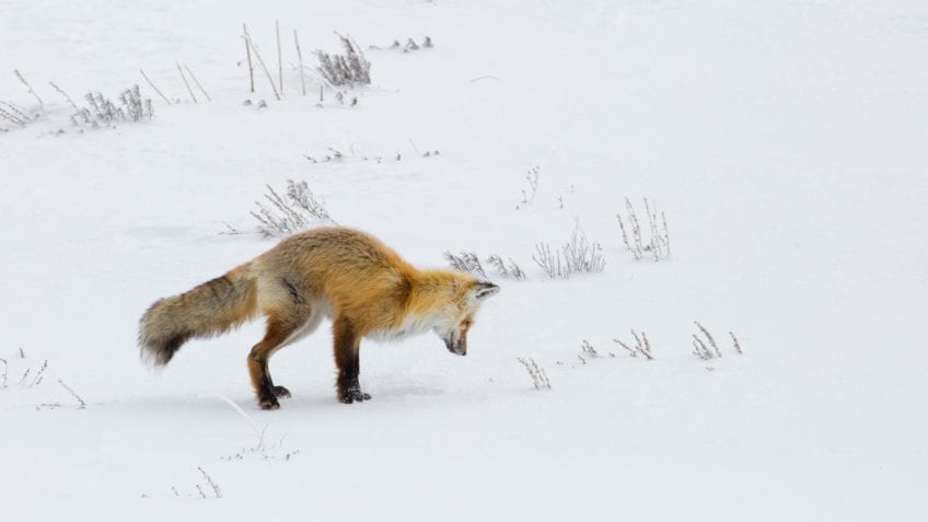 ¿Qué pasó en el eón Fanerozoico?