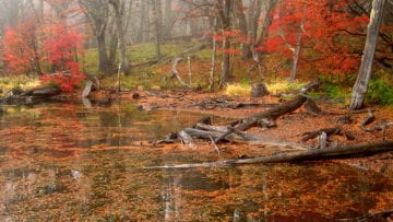 ¿Cuáles son las estaciones del año?
