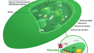 ¿Qué son los cloroplastos?