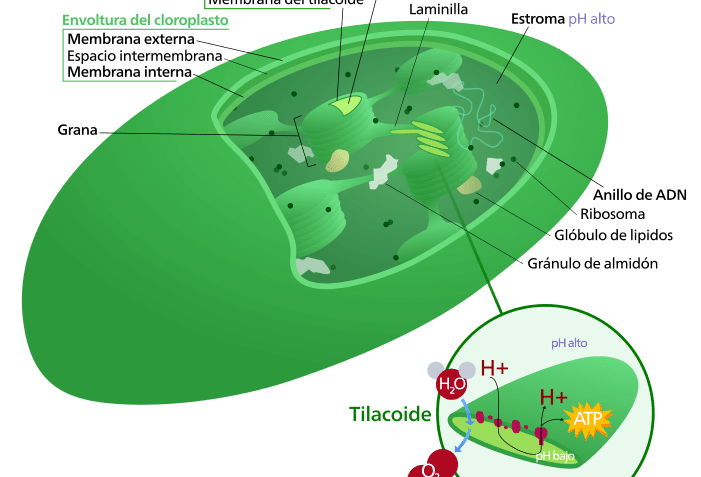 ¿Qué son los cloroplastos?