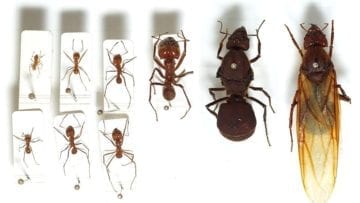 ¿Qué es el neodarwinismo?