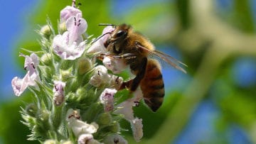 ¿Cuáles son los tipos de polinización?