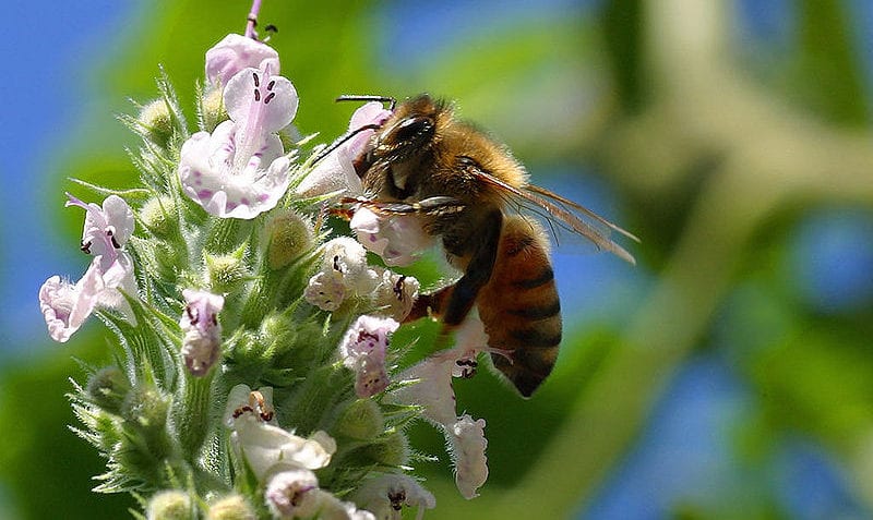 ¿Cuáles son los tipos de polinización?
