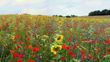 ¿Cuáles son los tipos de flores?