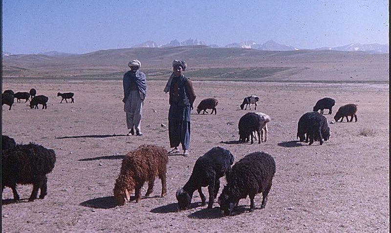 ¿Qué es la ganadería?
