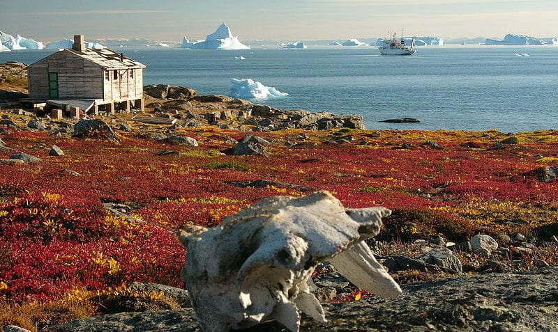 ¿Qué es la tundra?