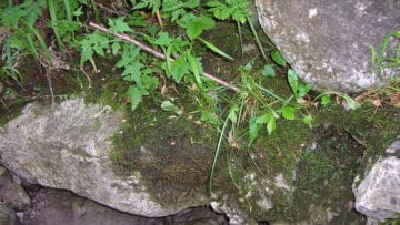 ¿Qué es el suelo orgánico e inorgánico?