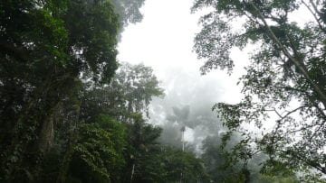 ¿Qué es el clima tropical?