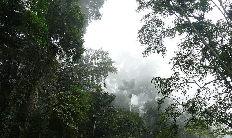 ¿Qué es el clima tropical?