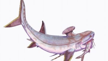 ¿Qué es el Misisípico?