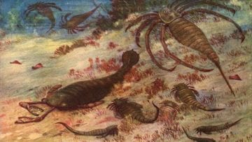 ¿Qué es el silúrico?