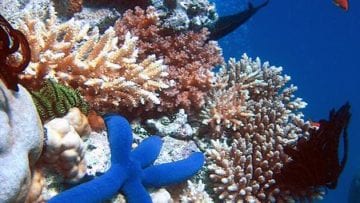 ¿Qué son los ecosistemas acuáticos?