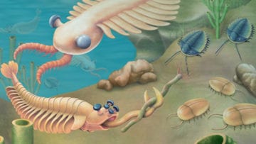 ¿Qué es el cámbrico?