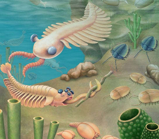 ¿Qué es el cámbrico?