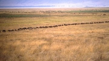 ¿Qué son las sabanas?