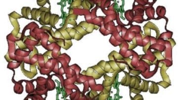 ¿Qué es la hemoglobina?