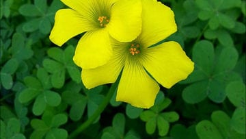 ¿Qué son las angiospermas?