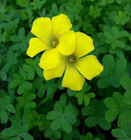 ¿Qué son las angiospermas?