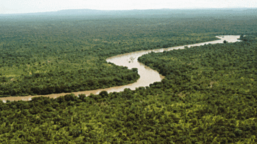 ¿Qué es el bosque tropical?