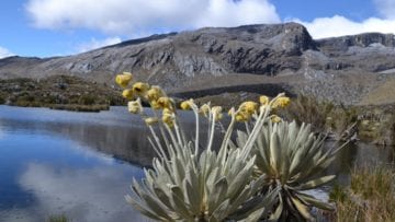 ¿Cómo es la vegetación colombiana?
