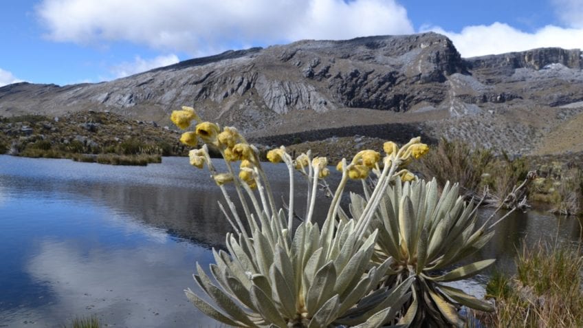 ¿Cómo es la vegetación colombiana?