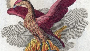 ¿Cuál es la historia del ave fénix?