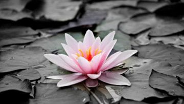 Símbolo de la flor de loto