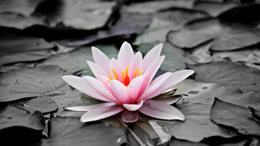 Símbolo de la flor de loto