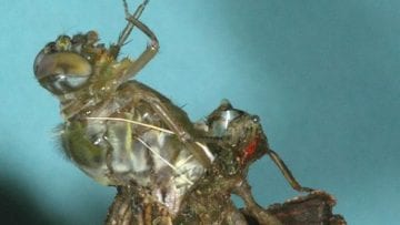 ¿Qué es la metamorfosis?