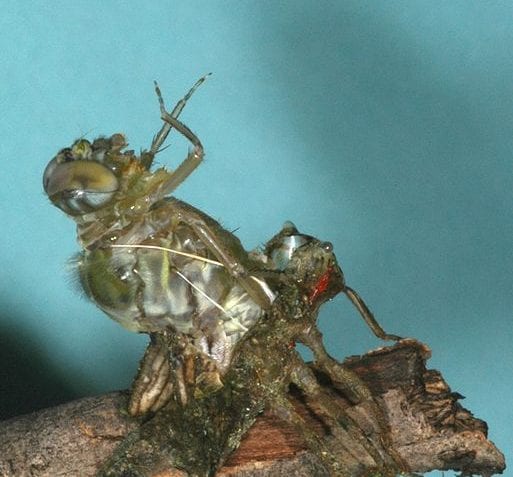 ¿Qué es la metamorfosis?