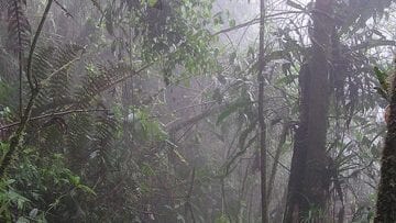 ¿Qué es una selva húmeda?