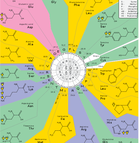 ¿Qué es el código genético?