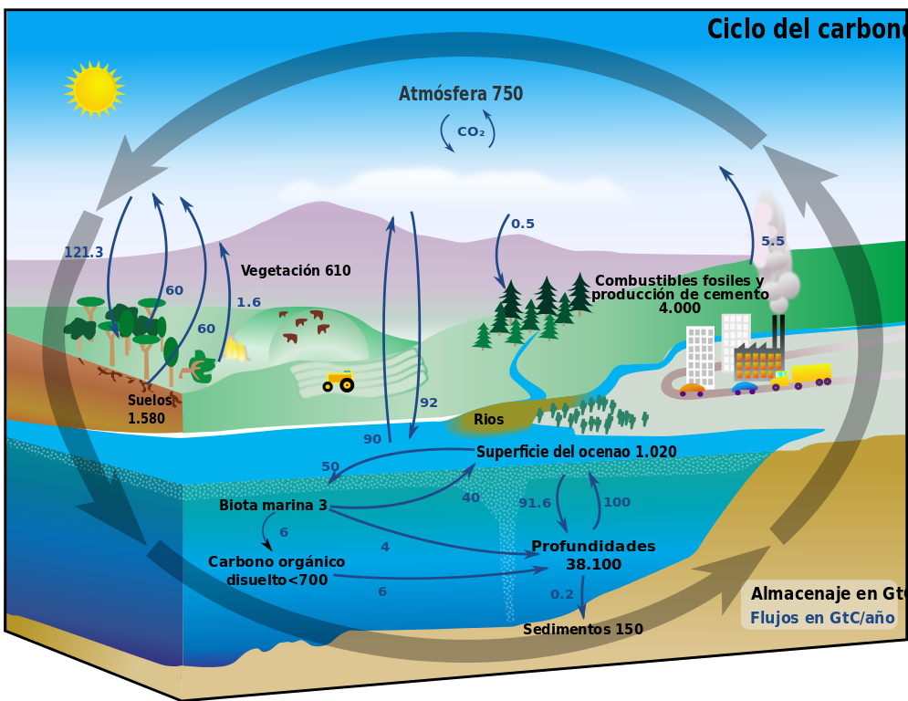 ¿Qué es el ciclo del carbono?