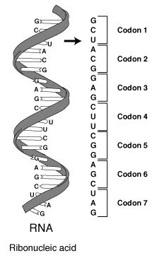 ¿Qué es el código genético?