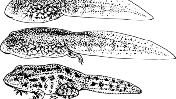 ¿Qué es el evolucionismo?